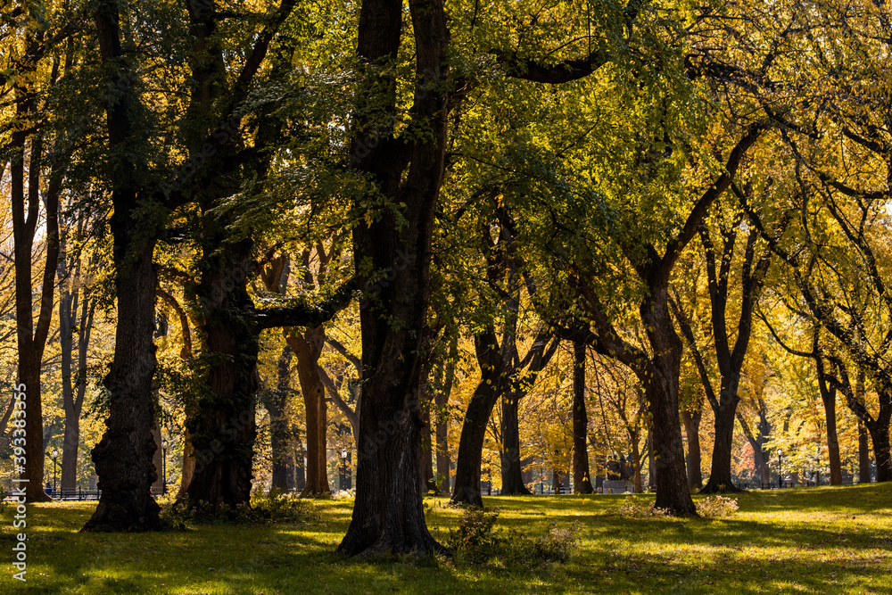 Fototapeta premium New York City - USA - Nov 5 2020: Beautiful Foliage Colors of Central Park South New York