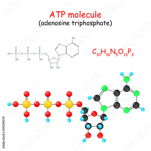 ATP Adenosine triphosphate molecule