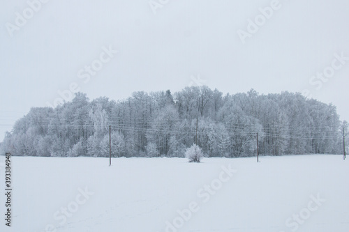 Winter landscape, trees covered with white frost © Inga