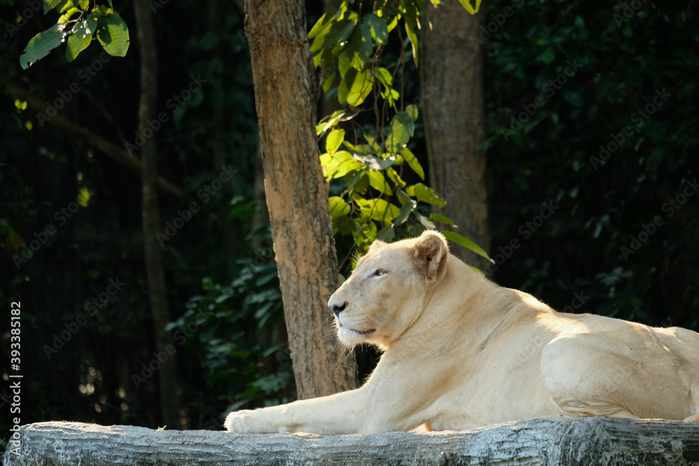 Female white lions resting during the day. Female white lions resting during the day.