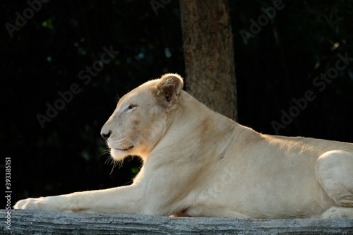 Female white lions resting during the day.