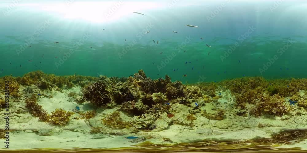 Tropical coral reef seascape with fishes, hard and soft corals. 360VR Video. Tropical coral reef seascape with fishes, hard and soft corals. 360VR Video.