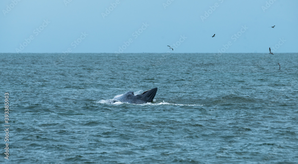 Fototapeta premium Bryde's whale or Eden's whale in the tropical sea