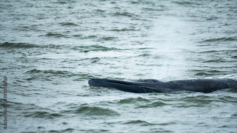 Obraz premium Bryde's whale or Eden's whale in the tropical sea