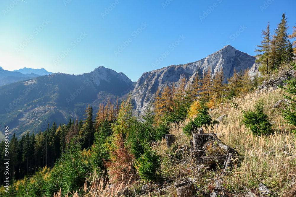 Obraz premium A woman with big backpack hiking through the colorful forest in Hochschwab region in Austrian Alps. The trees are turning golden. Endless mountain chains. Idyllic landscape. Freedom and wilderness