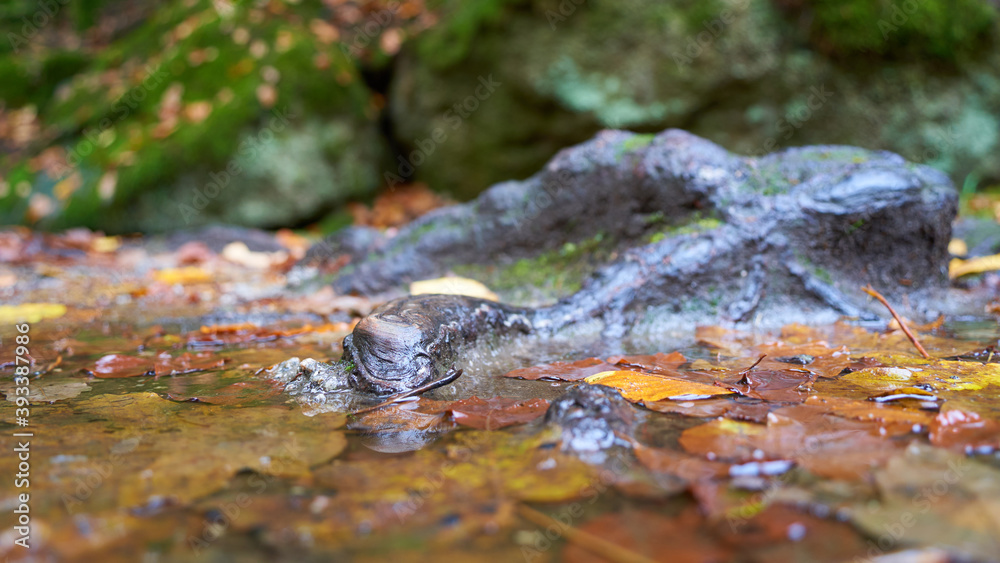 Autumn leaves in a puddle, tree roots and mossy stones. closeup Autumn leaves in a puddle, tree roots and mossy stones. closeup
