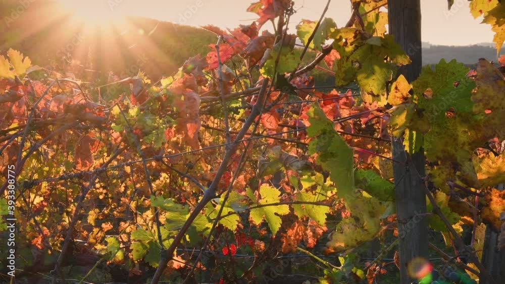 The sun's rays illuminate the colorful leaves of the Chianti vineyards in the autumn season. Chianti Classico area near Florence, Tuscany. Italy.
