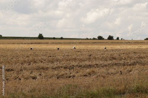 A flock of storks in a plowed field, gathering for departure to warm countries