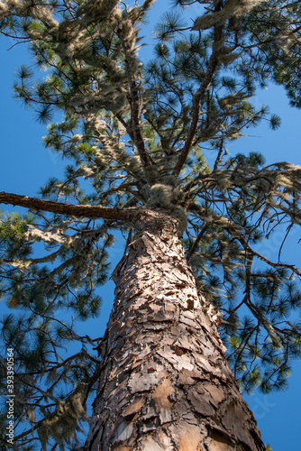Tropical pine tree with moss and beautiful bark under blue sky © Melissa