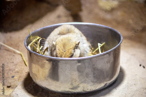 The fat sand rat is a terrestrial mammal from the gerbil subfamily, Psammomys obesus photo