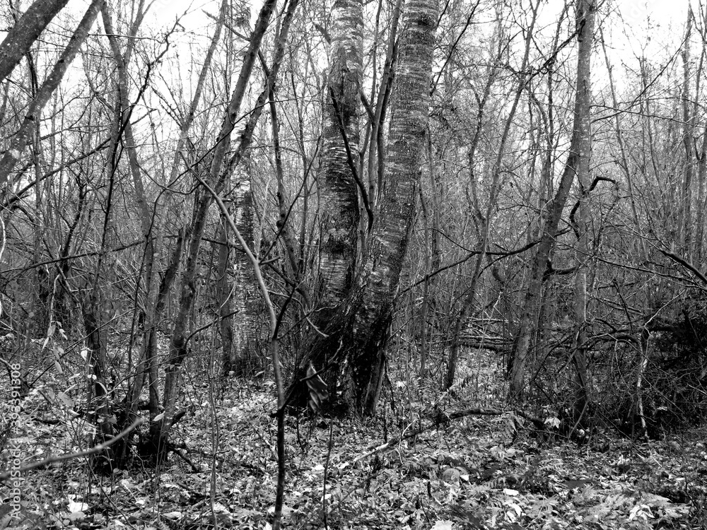 Fototapeta premium trees in the fog
