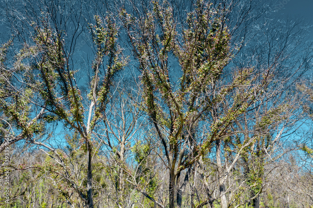 Aerial view of trees in a forest affected by bushfire in regional Australia Aerial view of trees in a forest affected by bushfire in regional Australia