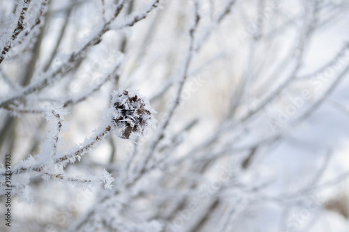 frost on branches