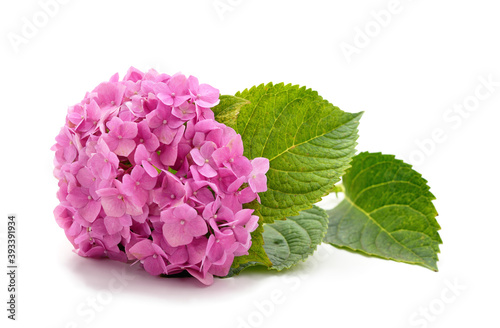 Purple hydrangea with leaves.