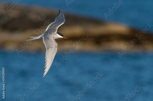 The Arctic tern (Sterna paradisaea) photo