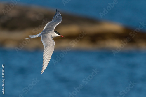 Bild auf Leinwand The Arctic tern (Sterna paradisaea)