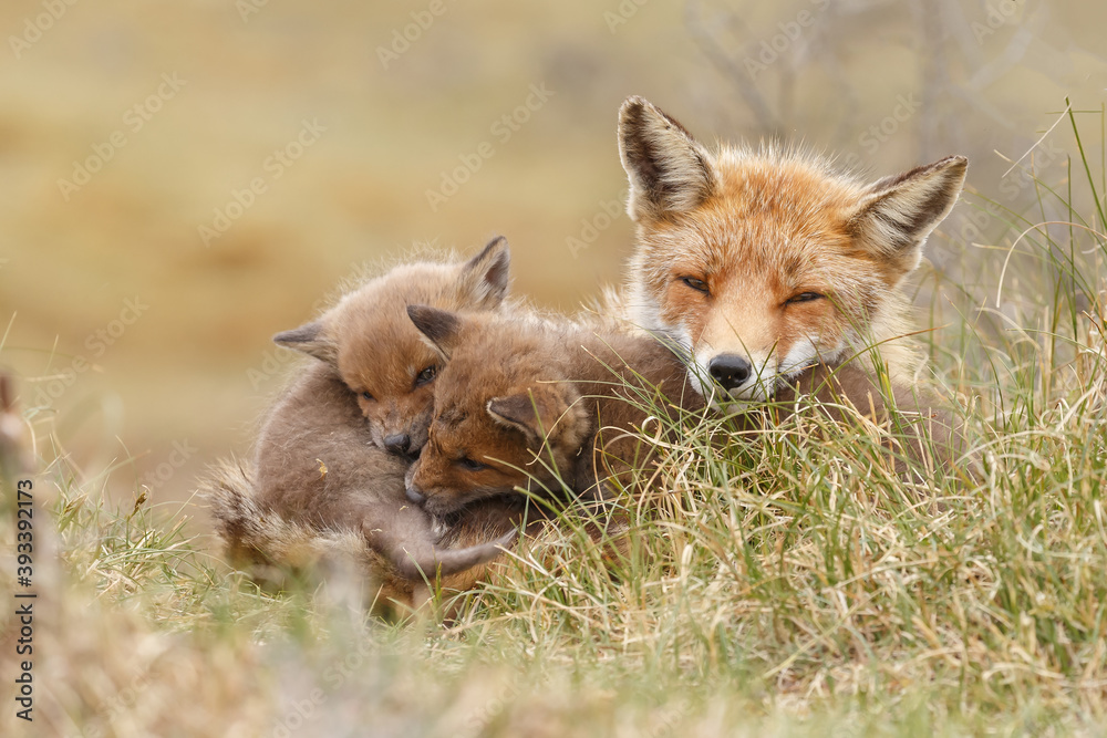 Red fox cub in nature at springtime on a sunny day.