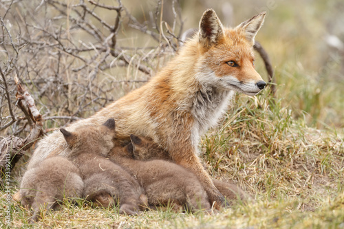 Red fox cub in nature at springtime on a sunny day. © Menno Schaefer