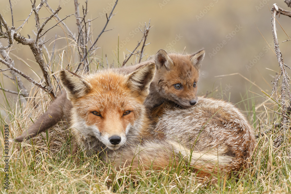 Red fox cub in nature at springtime on a sunny day. Red fox cub in nature at springtime on a sunny day.