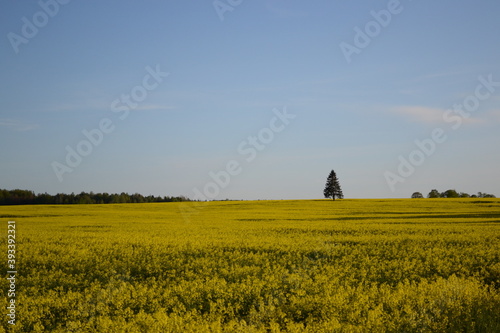 latvian landscape with a field of rapeseed