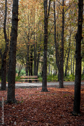 Bench in the autumn park at sunset.