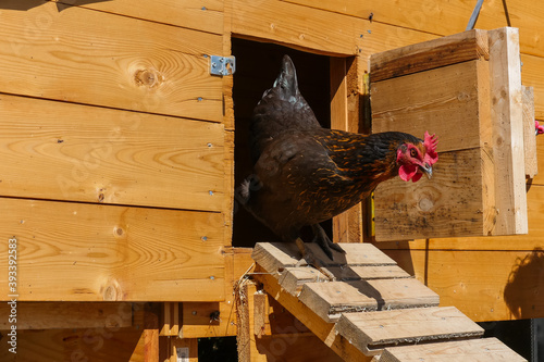 Rooster Walking Down Chicken Coop Ramp