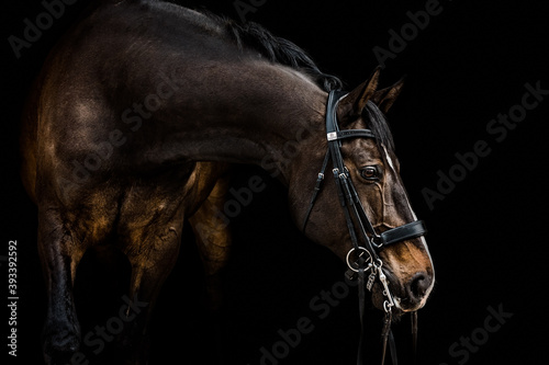 Vászonkép The Grand Prix Dressage Master
