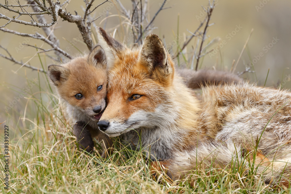Obraz premium Red fox cub in nature at springtime on a sunny day.