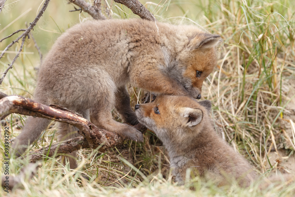Fototapeta premium Red fox cub in nature at springtime on a sunny day.