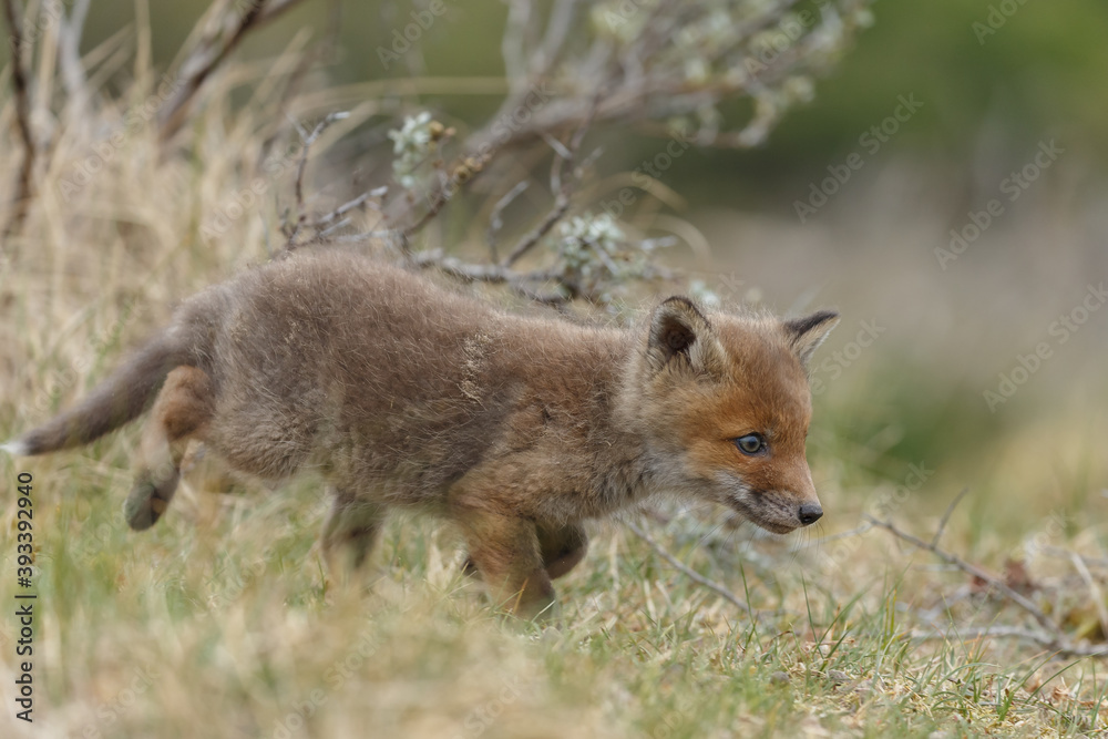 Fototapeta premium Red fox cub in nature at springtime on a sunny day.