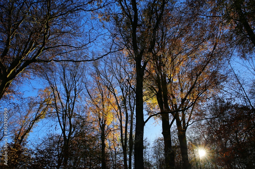 Low angle view into german beech tree crowns in autumn colors with backlight from bright evening sun - lens flare effect, Germany - Suchtelner Hohen Low angle view into german beech tree crowns in autumn colors with backlight from bright evening sun - lens flare effect, Germany - Suchtelner Hohen