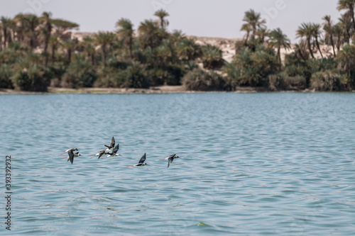 Black winged stilts (Himantopus himantopus) in water at Lake Ounianga, Chad photo
