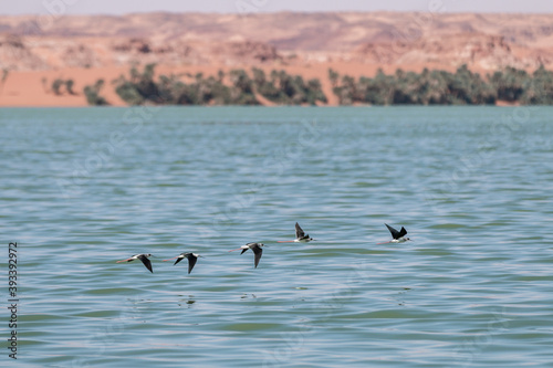 Black winged stilts (Himantopus himantopus) in water at Lake Ounianga, Chad photo