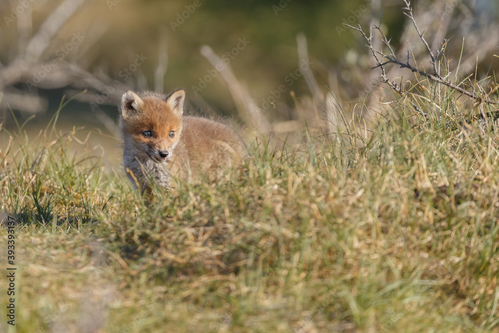 Red fox cub in nature at springtime on a sunny day. Red fox cub in nature at springtime on a sunny day.