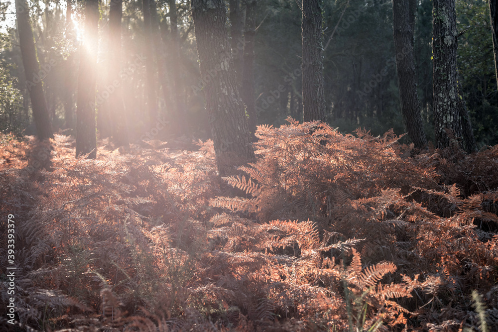 beautiful sunlight through the forest in autumn beautiful sunlight through the forest in autumn