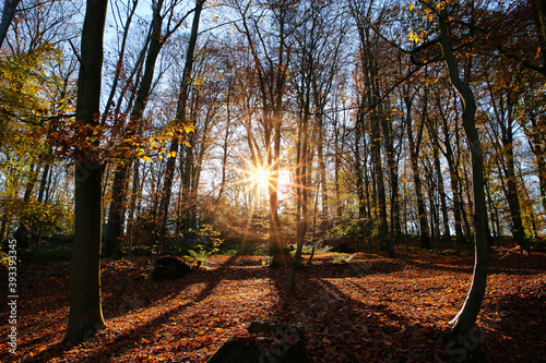 Panoramic view into german beech tree wood in autumn colors with backlight from bright evening sun  lens flare effect  Germany - Suchtelner Hohen