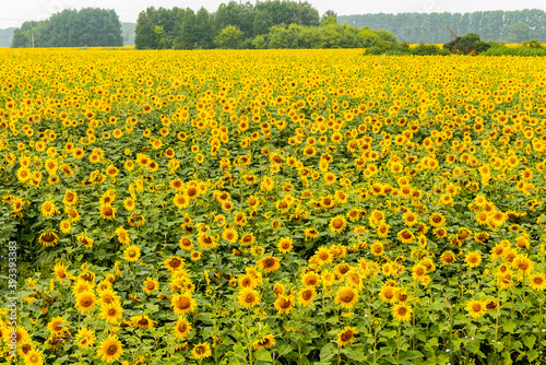 Field with blooming sunflowers on the background of the forest © Sergey