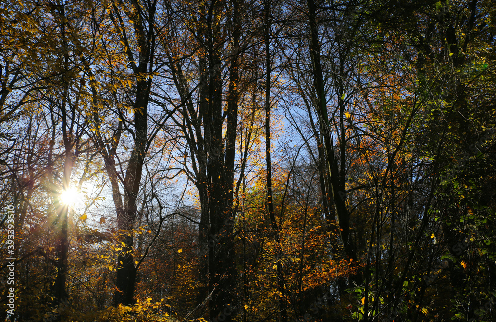 Panoramic view into german beech tree wood in autumn colors with backlight from bright evening sun, lens flare effect, Germany - Suchtelner Hohen Panoramic view into german beech tree wood in autumn colors with backlight from bright evening sun, lens flare effect, Germany - Suchtelner Hohen