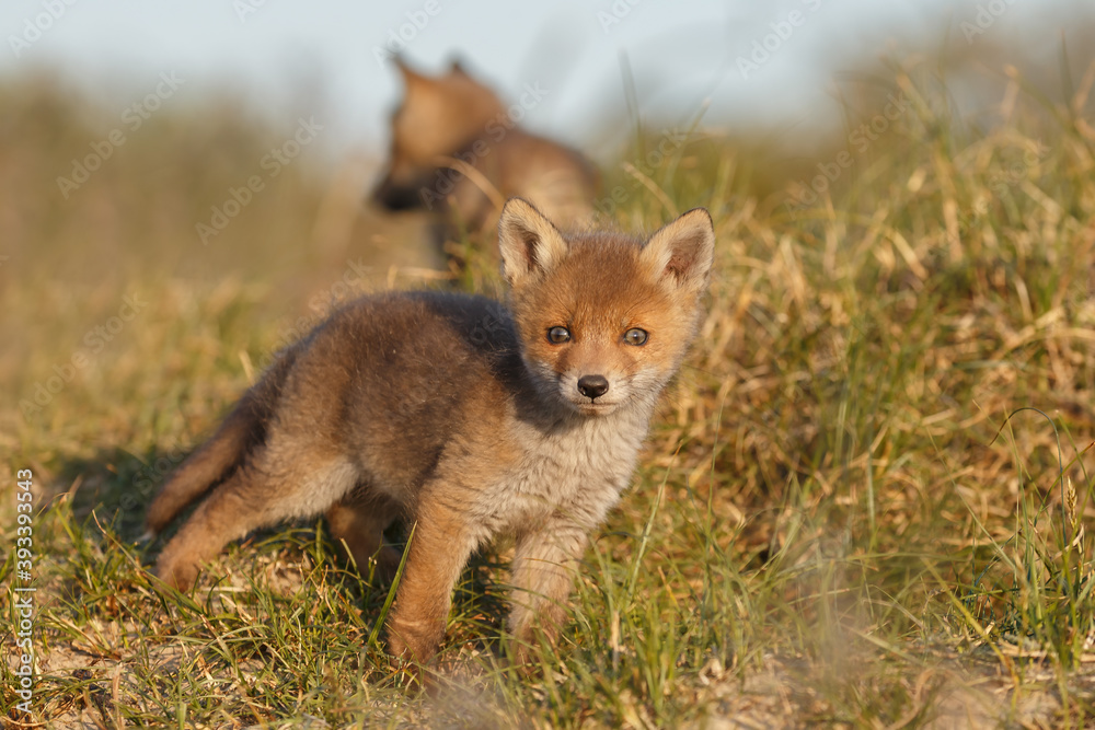 Fototapeta premium Red fox cub in nature at springtime on a sunny day.