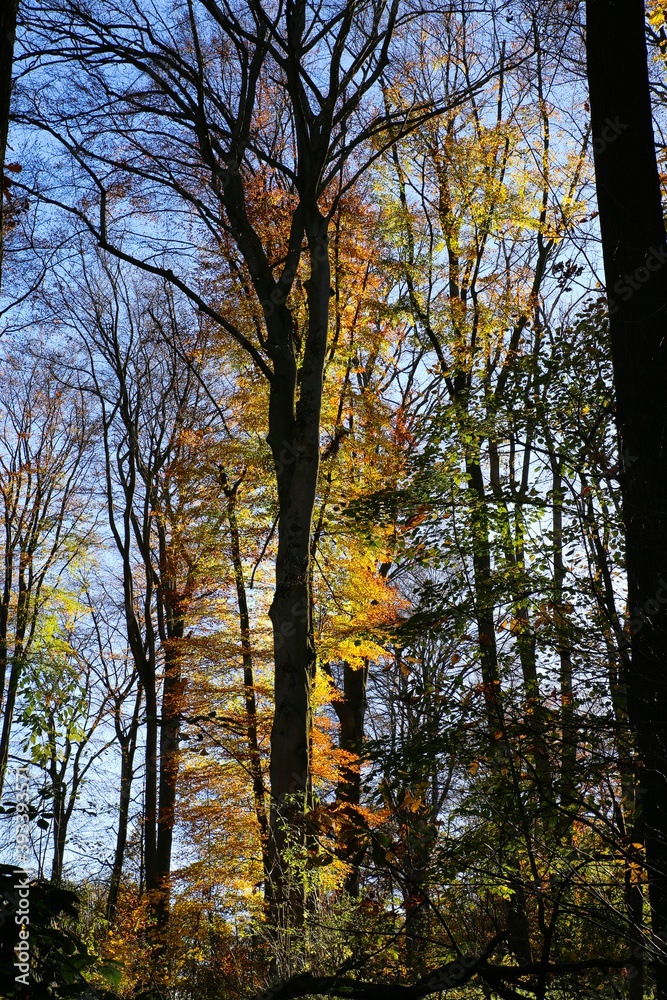 Naklejka premium Panoramic view into german beech tree wood in autumn colors with backlight from bright evening sun, lens flare effect, Germany - Suchtelner Hohen