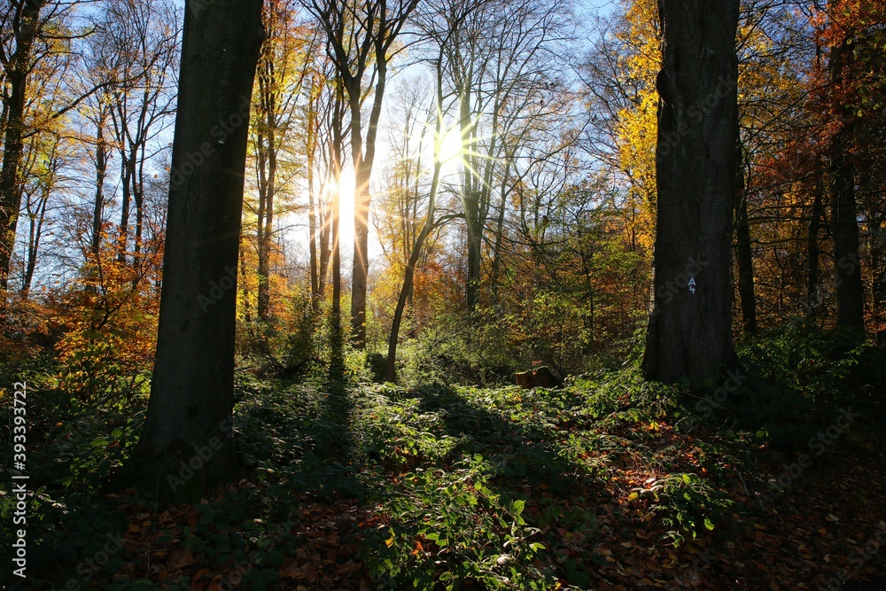 Panoramic view into german beech tree wood in autumn colors with backlight from bright evening sun, lens flare effect, Germany - Suchtelner Hohen