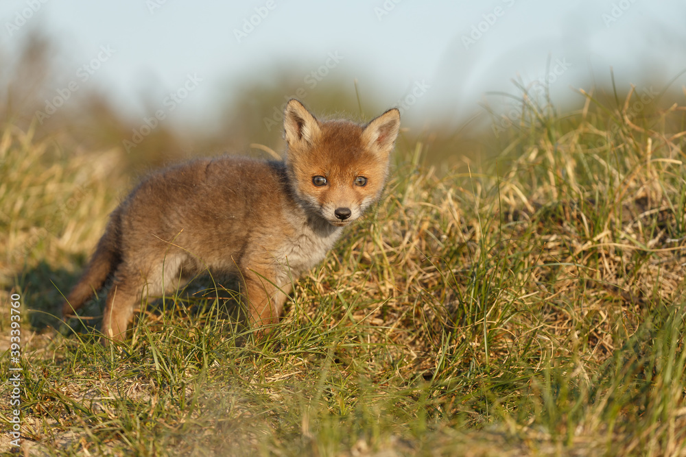 Red fox cub in nature at springtime on a sunny day. Red fox cub in nature at springtime on a sunny day.