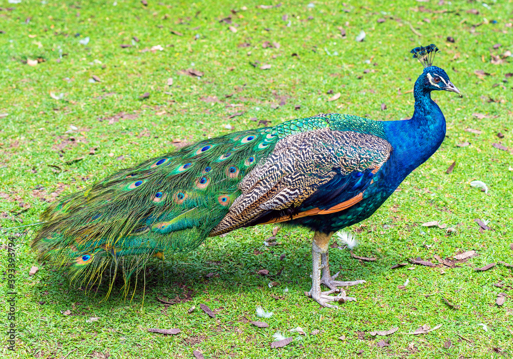 Obraz premium Portrait of a male Indian Peafowl or Peacock (Pavo cristatus) in the grass.