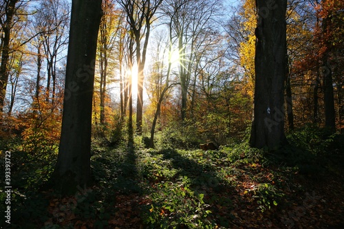 Panoramic view into german beech tree wood in autumn colors with backlight from bright evening sun, lens flare effect, Germany - Suchtelner Hohen © Ralf