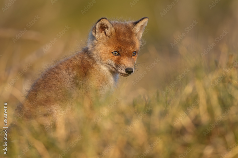 Fototapeta premium Red fox cub in springtime in nature.