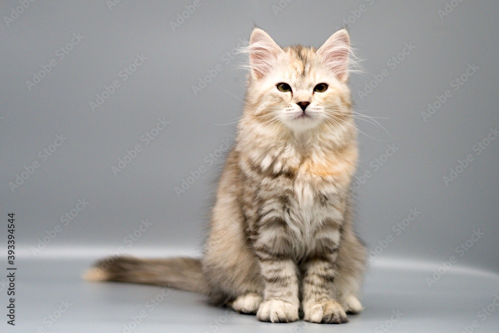 Siberian cat on gray backgrounds
