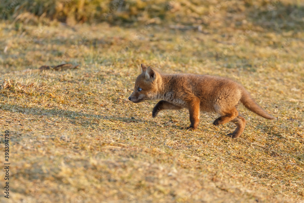 Red fox cub in springtime in nature. Red fox cub in springtime in nature.