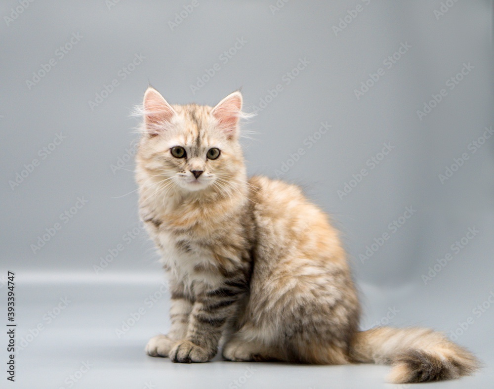 Siberian cat on gray backgrounds Siberian cat on gray backgrounds