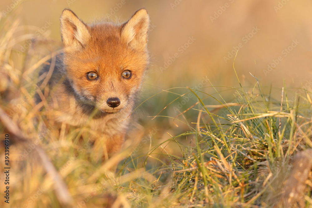 Red fox cub in springtime in nature. Red fox cub in springtime in nature.