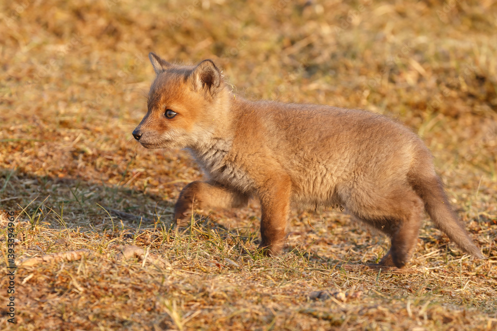 Red fox cub in springtime in nature. Red fox cub in springtime in nature.